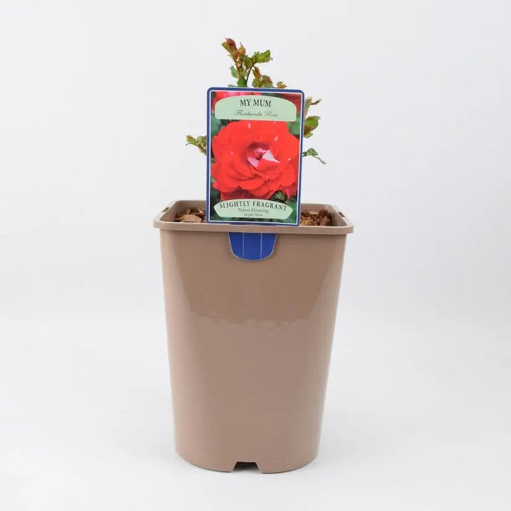 Rose My Mum Bush 5.5L