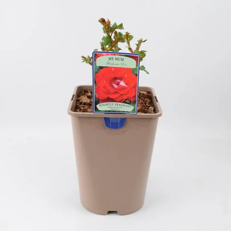 Rose My Mum Bush 5.5L