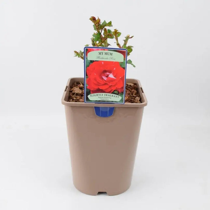 Rose My Mum Bush 5.5L