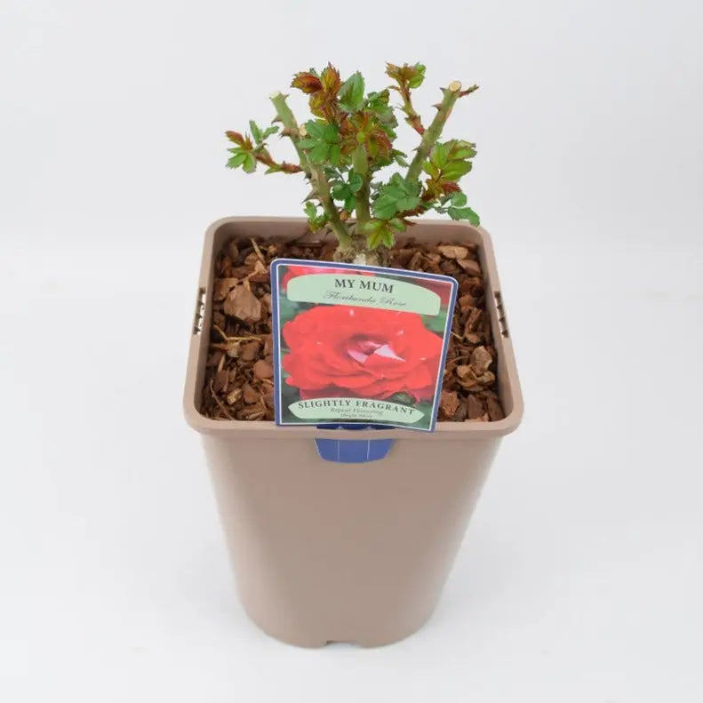 Rose My Mum Bush 5.5L