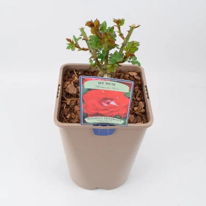 Rose My Mum Bush 5.5L