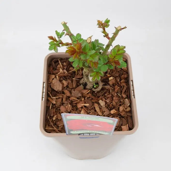 Rose My Mum Bush 5.5L