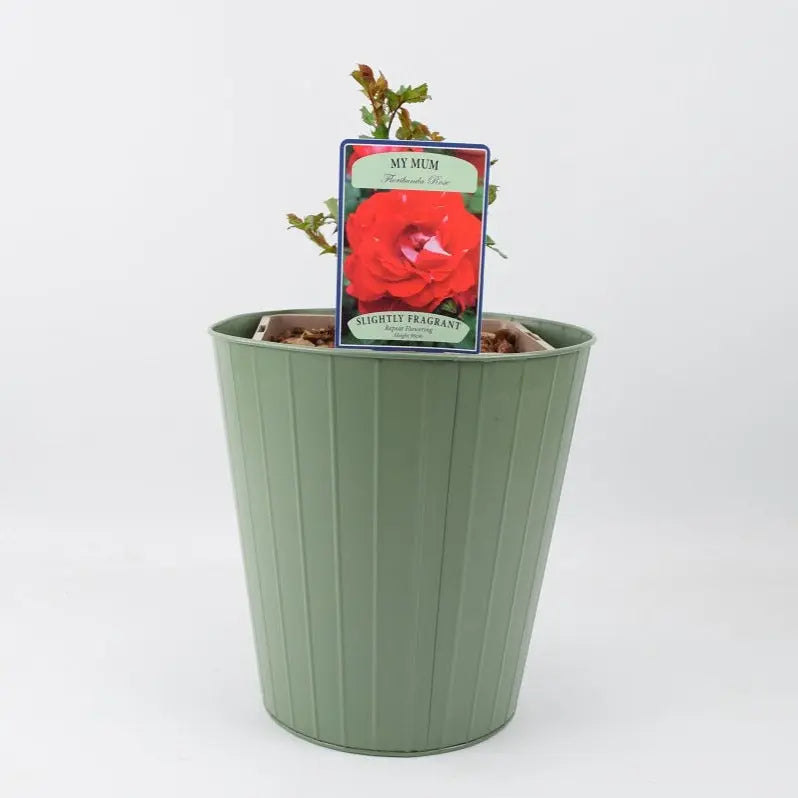 Rose My Mum Bush 5.5L