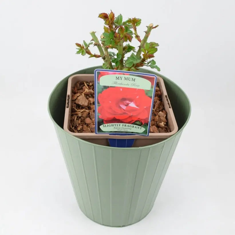 Rose My Mum Bush 5.5L