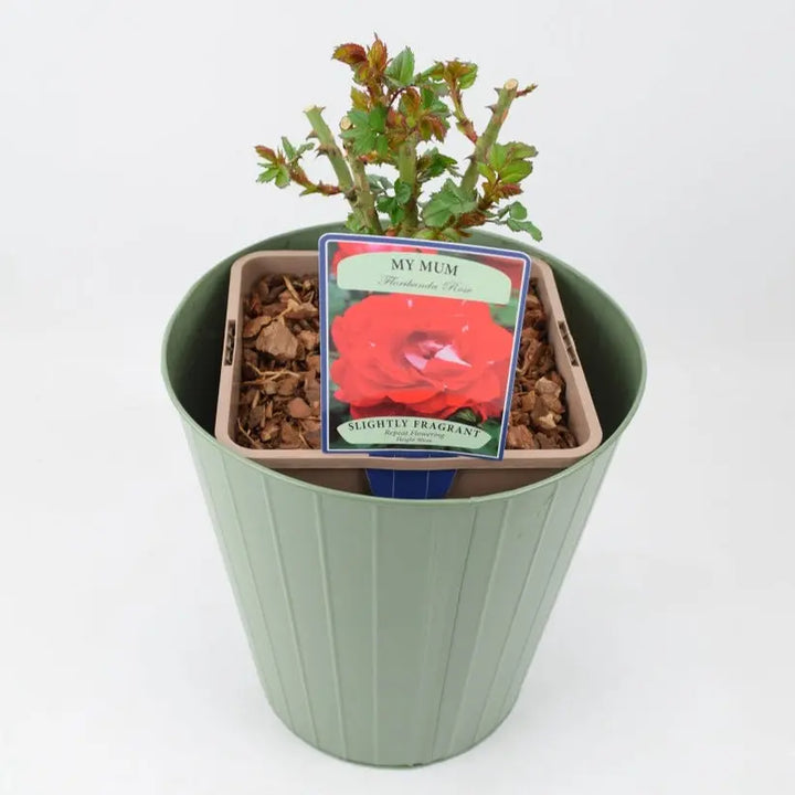 Rose My Mum Bush 5.5L