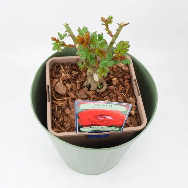 Rose My Mum Bush 5.5L