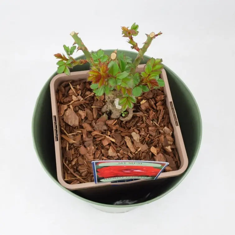 Rose My Mum Bush 5.5L