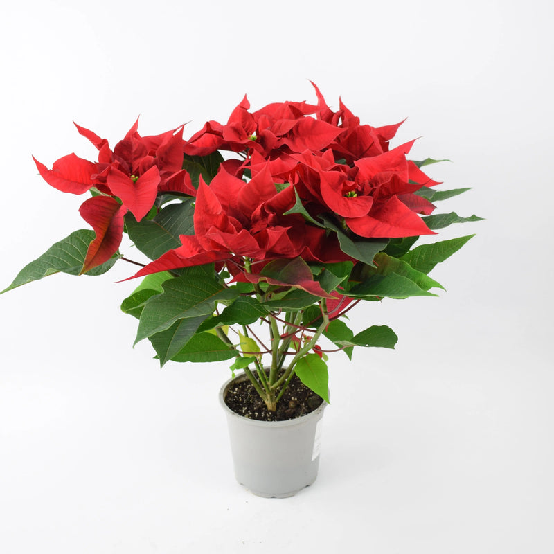 Poinsettia Red in 13cm Pot