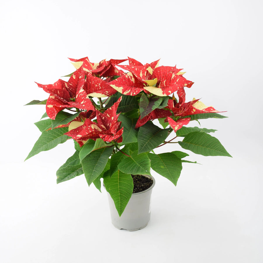 Poinsettia Red Glitter in 13cm Pot Plants By Post