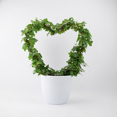Hedera (Ivy) Heart Hoop in White 19cm Pot