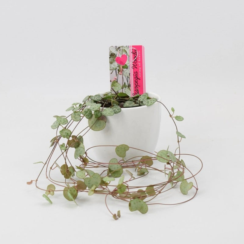 String Of Hearts 8.5cm White Ceramic Pot