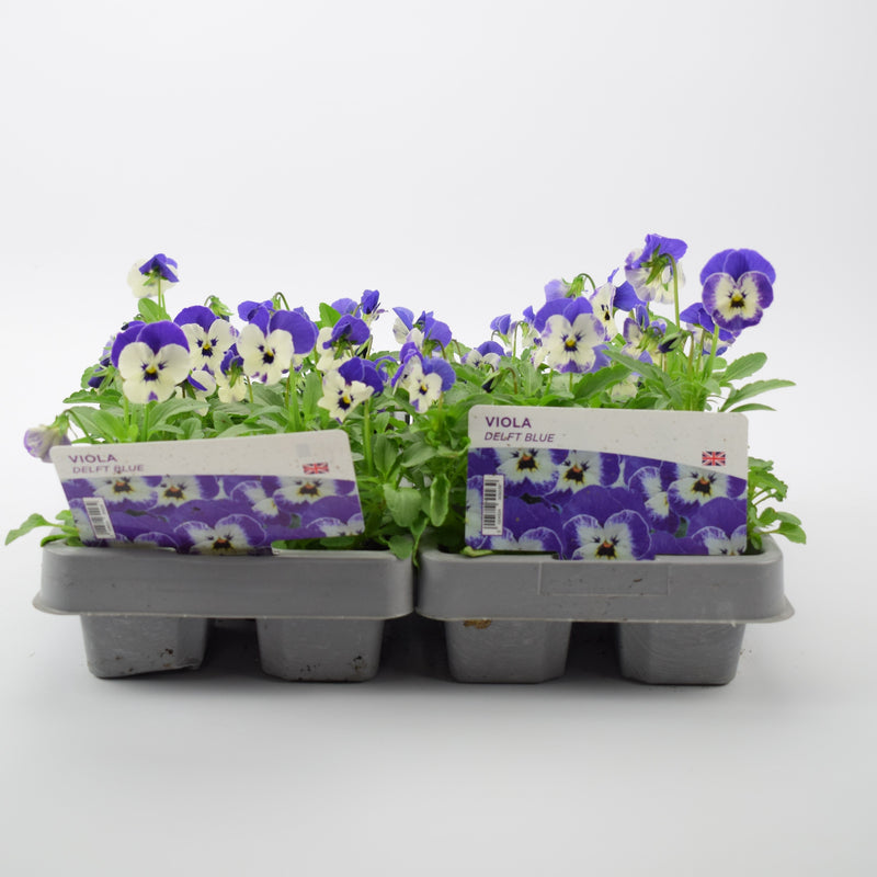 Viola Delft Blue 6 Pack x 2(12 Plants)