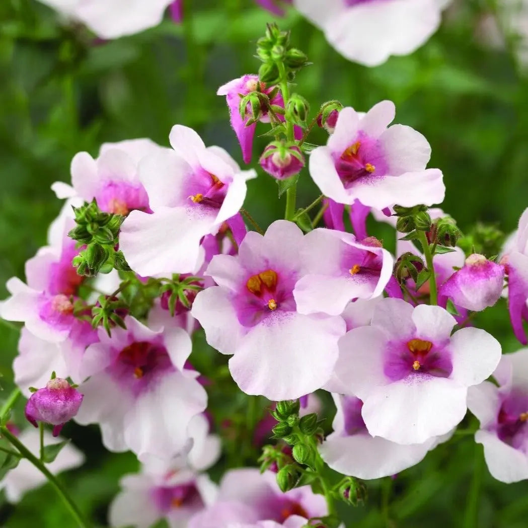 Diascia Flying Colours Appleblossom 9cm In Recyclable Pots x 3 Plants