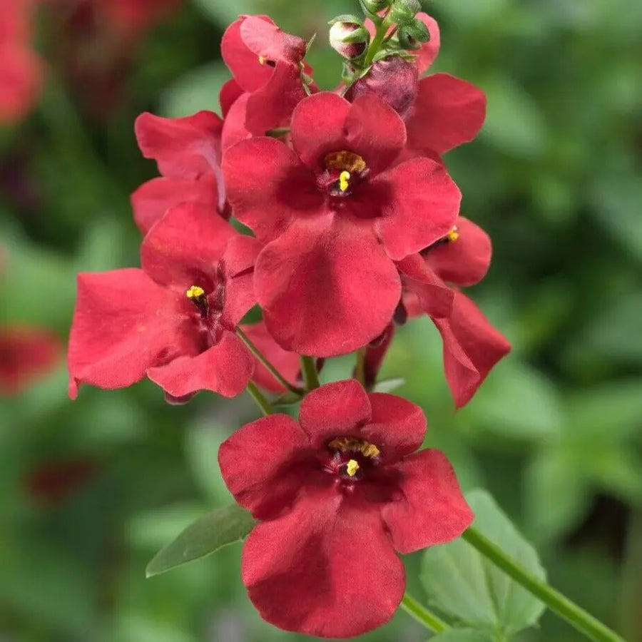 Diascia Flying Colours Red 9cm In Recyclable Pots x 3 Plants