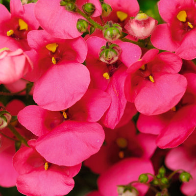 Diascia Flying Colours Rose 9cm In Recyclable Pots x 3 Plants