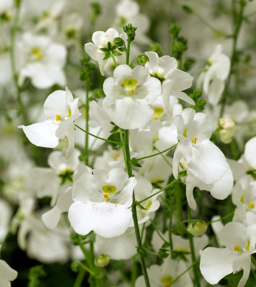 Diascia Flying Colours White 9cm In Recyclable Pots x 3 Plants
