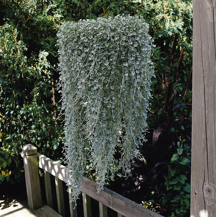 Dichondra Silver Falls 9cm In Recyclable Pots x 3 Plants plants by post