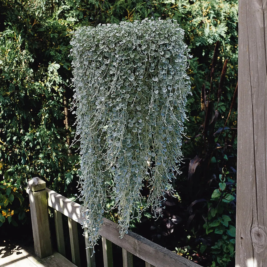 Dichondra Silver Falls 9cm In Recyclable Pots x 3 Plants plants by post
