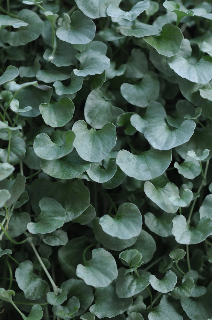 Dichondra Silver Falls 9cm In Recyclable Pots x 3 Plants plants by post