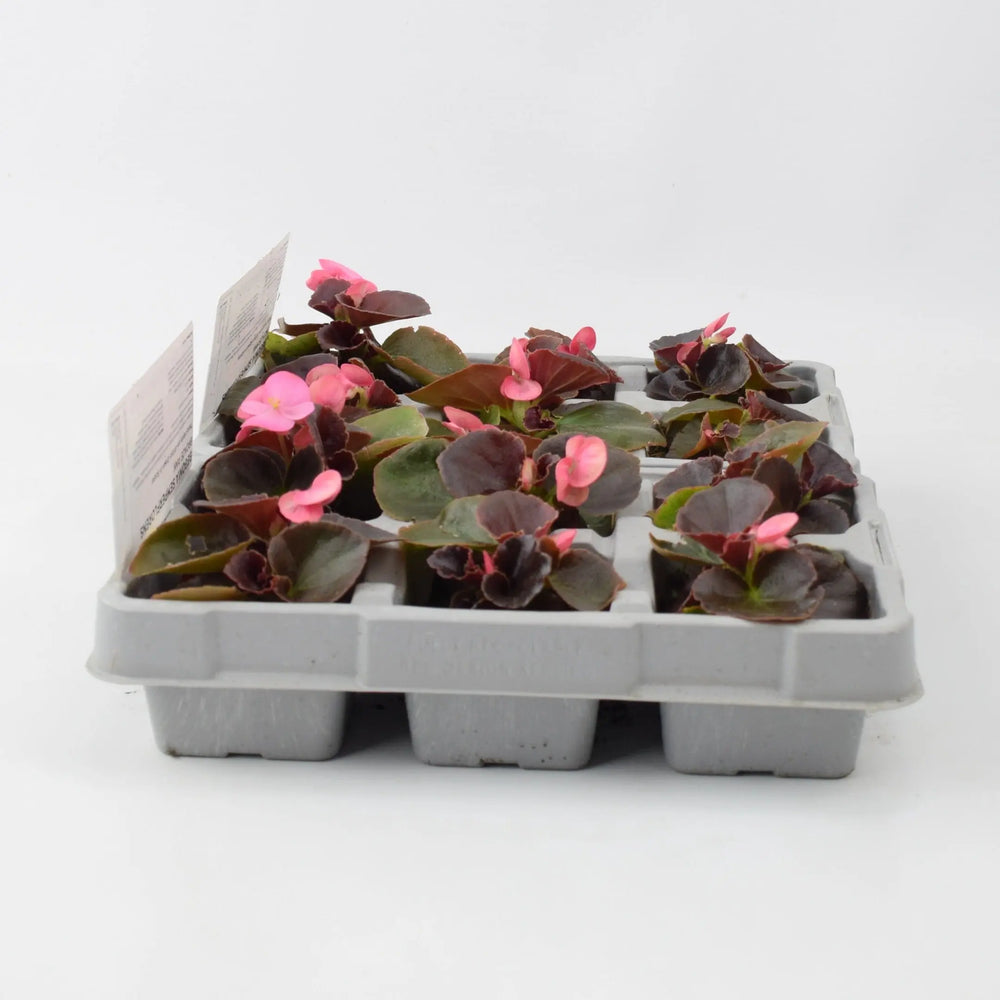Begonia Semperflorens Bronze Pink 6 Pack x 2 (12 Plants)