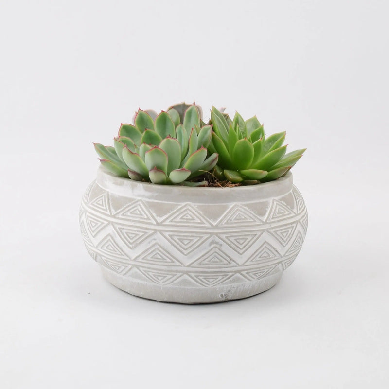 Echeveria Mixed in Ceramic Bowl