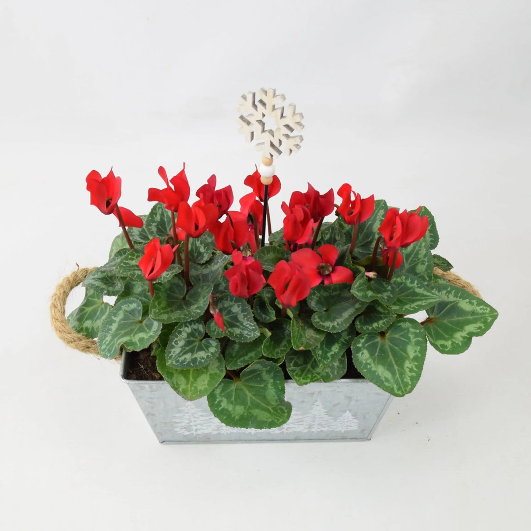 Red Cyclamen Plant In Christmas Trough Plants By Post