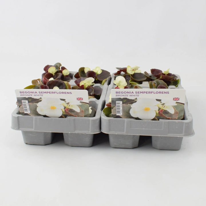 Begonia Semperflorens Bronze White 6 Pack x 2 (12 Plants)