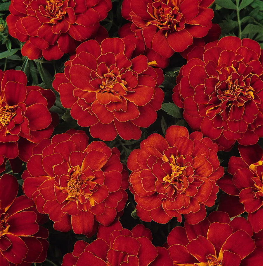 Marigold French Red 6 Pack x 2 (12 Plants) plants by post
