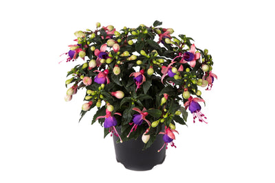 Fuchsia Bella Mariska 9cm In Recyclable Pots x 3 Plants