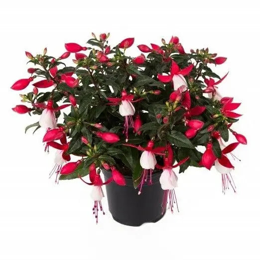 Fuchsia Bella Evita 1L Pot x 2 plants by post