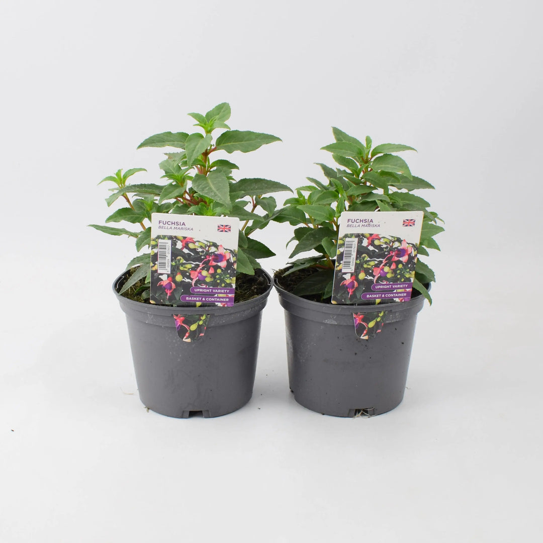 Fuchsia Bella Mariska 1L Pot x 2 plants by post