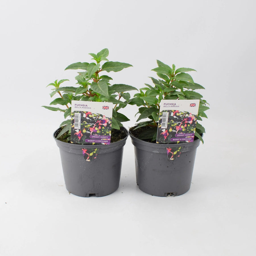 Fuchsia Bella Mariska 1L Pot x 2 plants by post