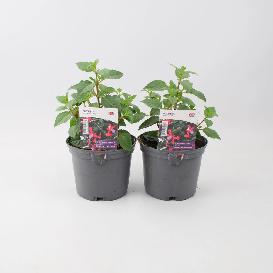 Fuchsia Bella Sarah 1L Pot x 2 plants by post