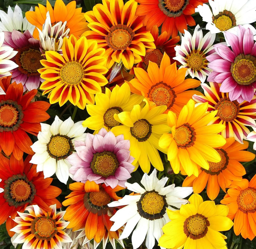 Gazania Mixed 6 Pack x 2 (12 Plants)