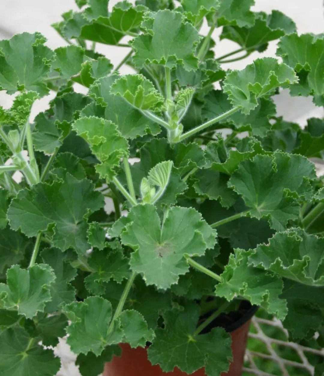 Geranium Scented Cola 1 Litre x 2 plants by post