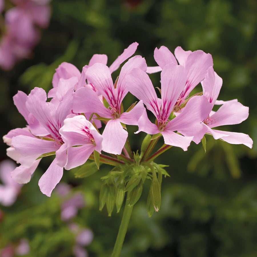 Geranium Super Cascade Appleblossom 9cm In Recyclable Pots x 3 Plants