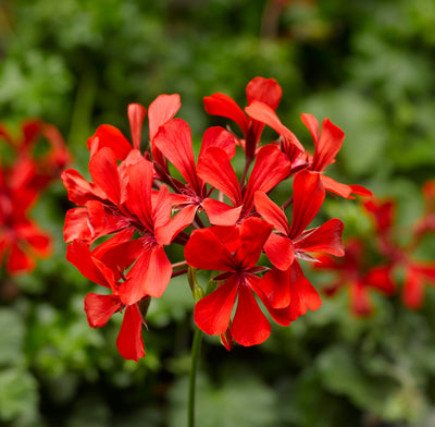 Geranium Super Cascade Red 9cm In Recyclable Pots x 3 Plants