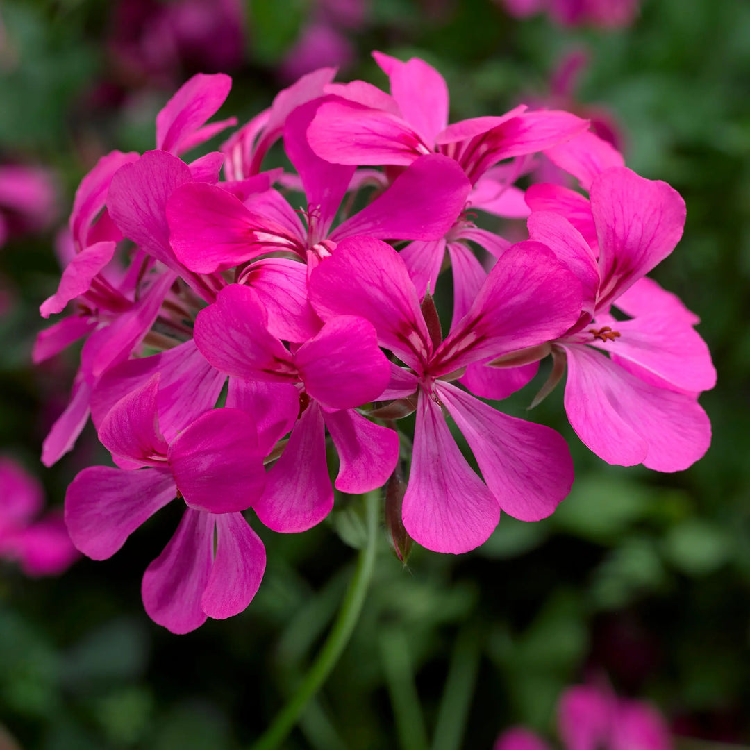 Geranium Super Cascade Rose 9cm In Recyclable Pots x 3 Plants