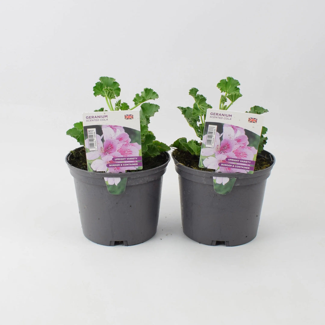 Geranium Scented Cola 1 Litre x 2 plants by post