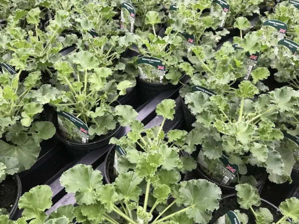 Geranium Scented Cola 1 Litre x 2 plants by post