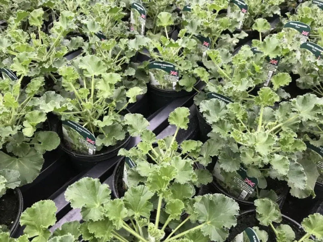 Geranium Scented Cola 1 Litre x 2 plants by post