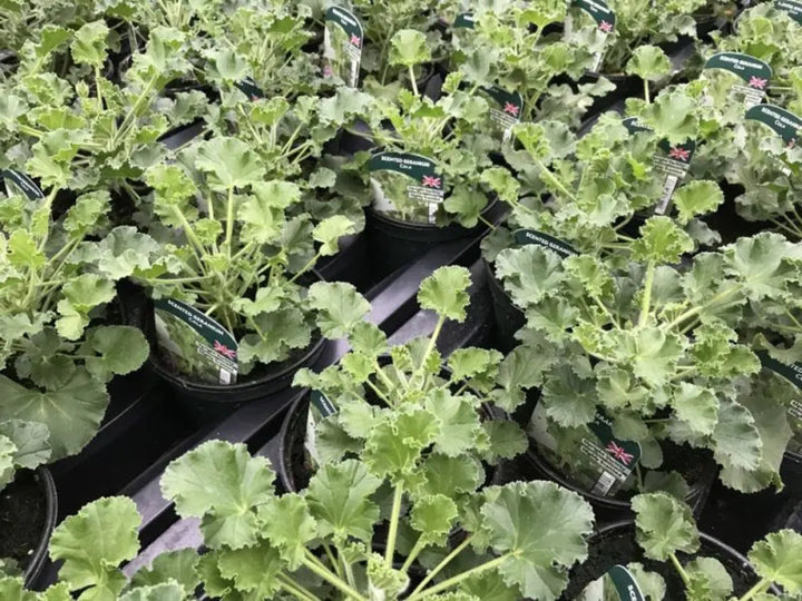Geranium Scented Cola 1 Litre x 2 plants by post