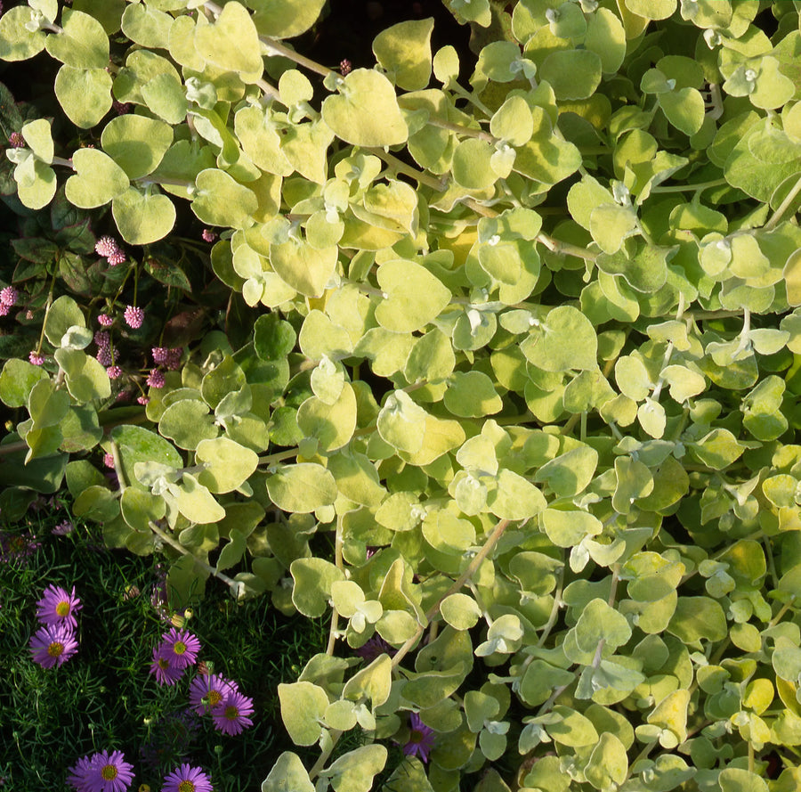 Helichrysum Gold 9cm In Recyclable Pots x 3 Plants