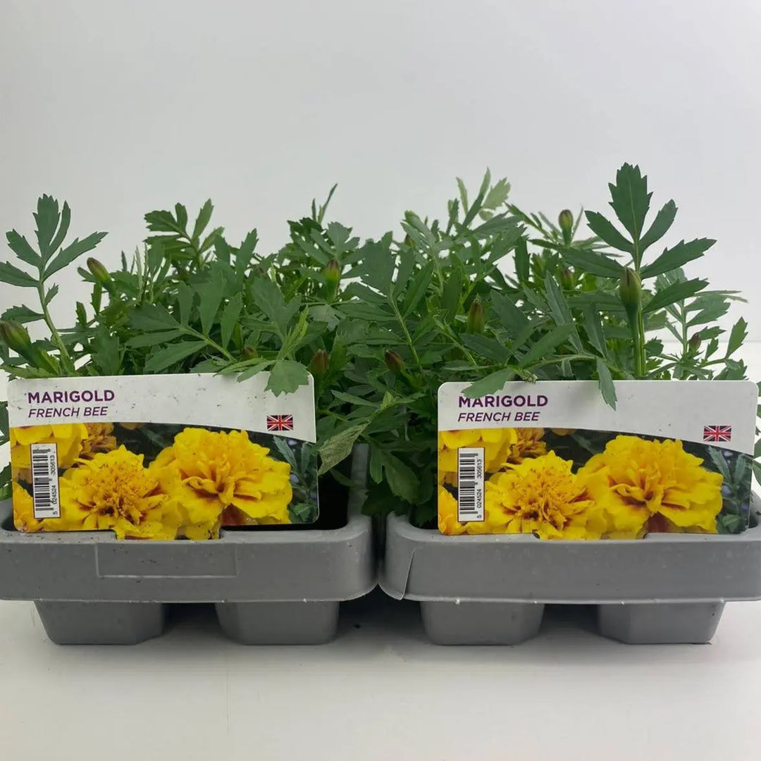 Marigold French Bee 6 Pack x 2 (12 Plants) plants by post