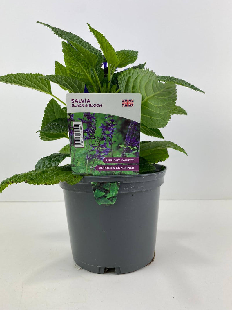 Salvia Black & Bloom 1L Plants By Post