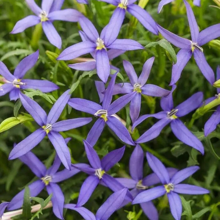 Isotoma Blue 9cm In Recyclable Pots x 3 Plants plants by post