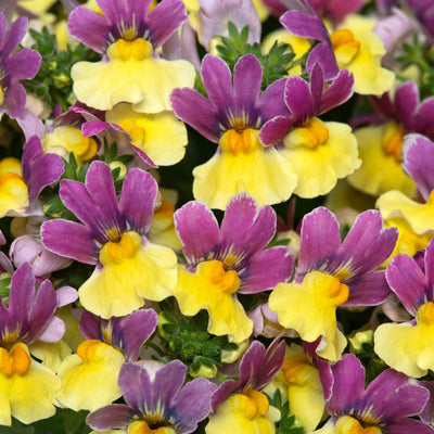 Nemesia Lady Lucy 9cm In Recyclable Pots x 3 Plants