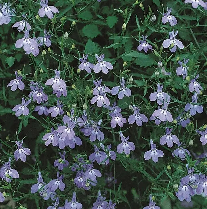 Lobelia Richardii 9cm In Recyclable Pots x 3 Plants