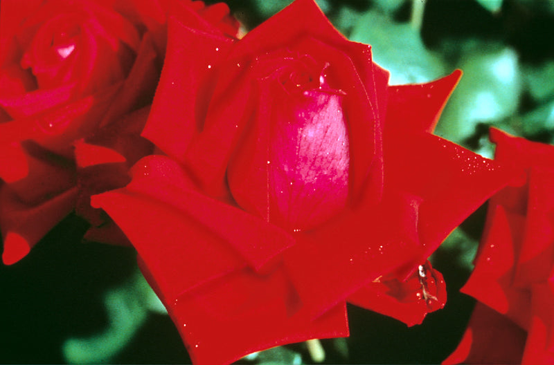 Rose Loving Memory 5.5 Litre Pot