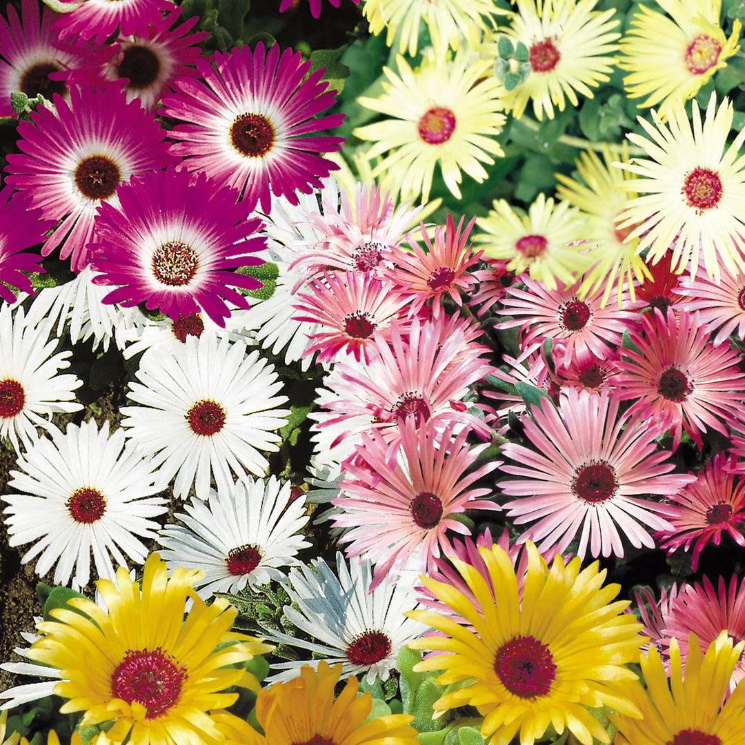 Mesembryanthemum Mixed 6 Pack x 2 (12 Plants)
